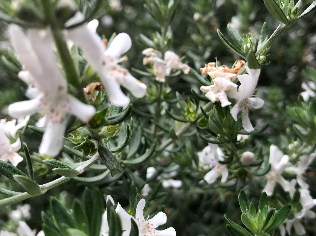 R E McIndoe Park-Leongatha必去景点