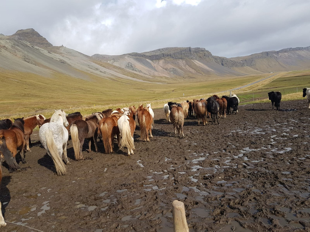 Stori Kambur Horse Rental-Snaefellsbaer必去景点