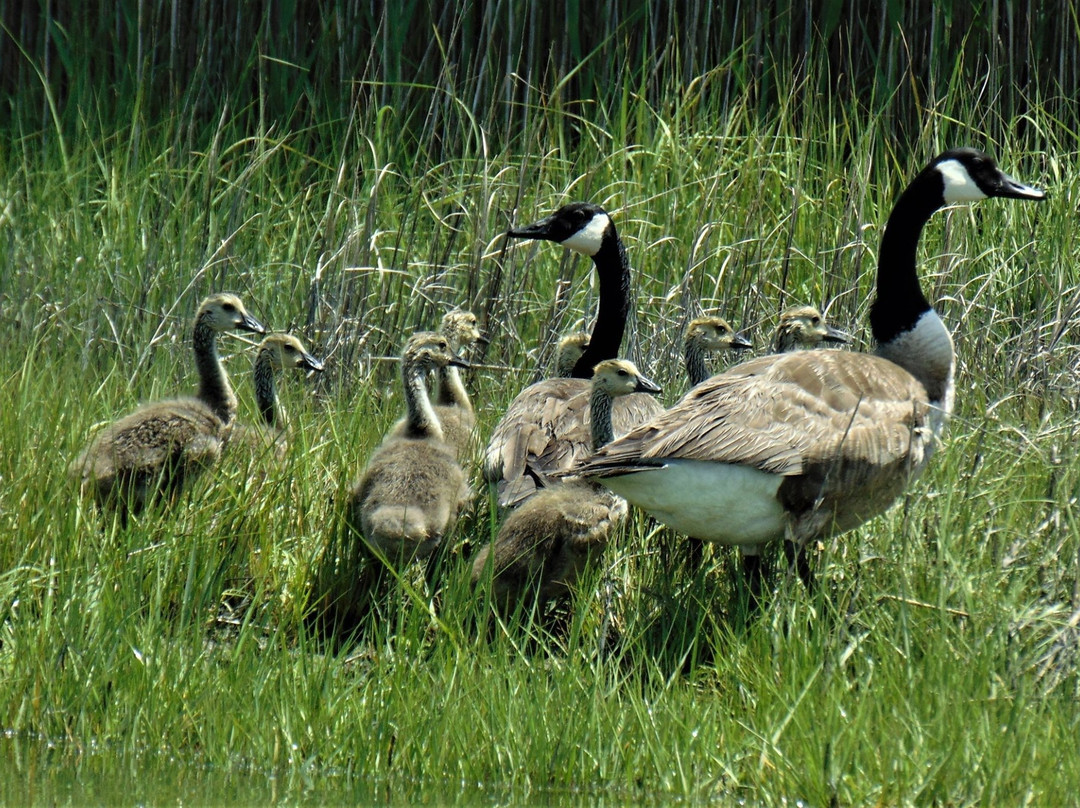 Assawoman Canal-Millville必去景点