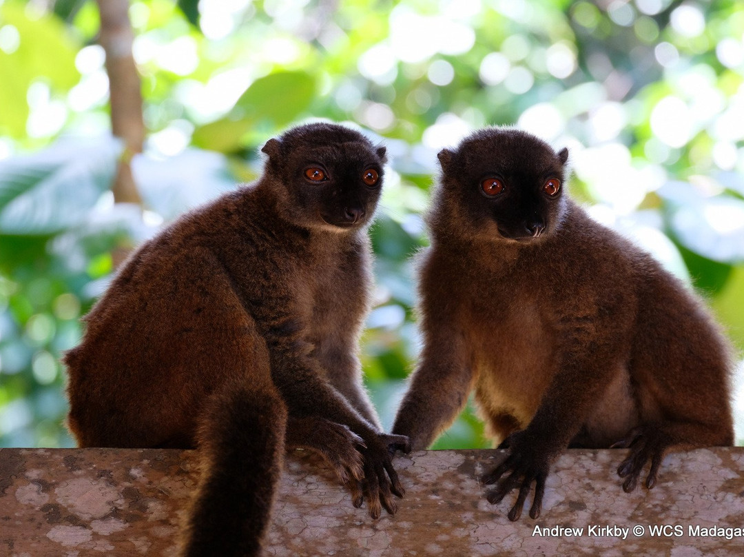 Makira Natural Park景点图片