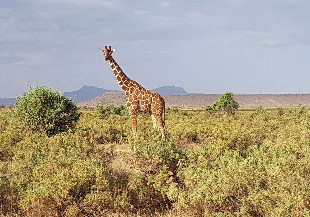 East African Eco Adventures-内罗毕必去景点