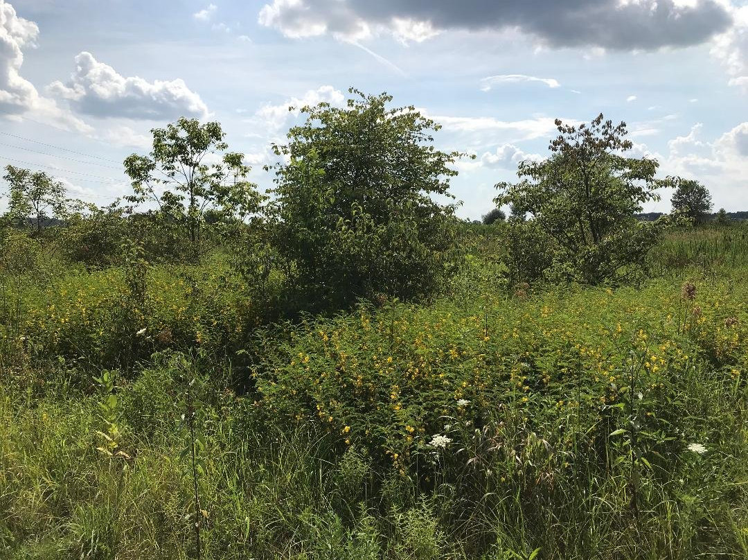 Eagle Marsh Nature Preserve景点图片