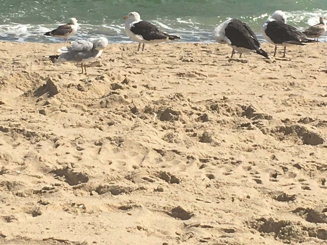 Belmar Beach景点图片