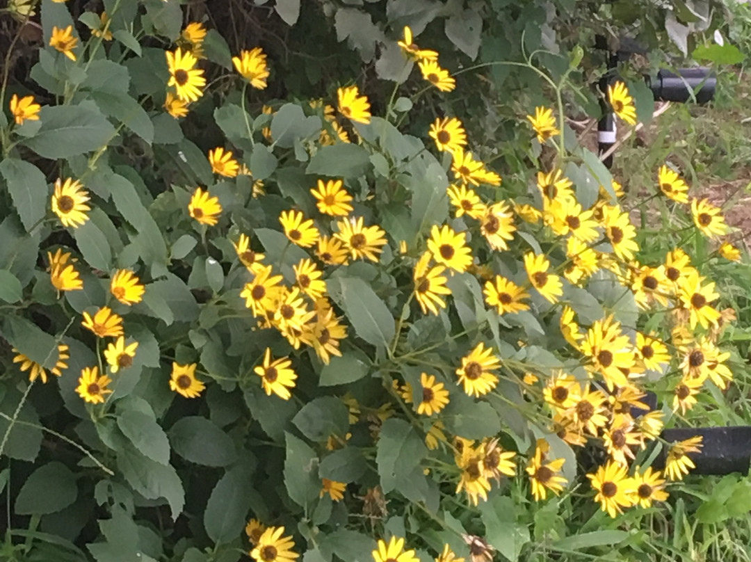 Burchell's White Hill Farmhouse Inn主图