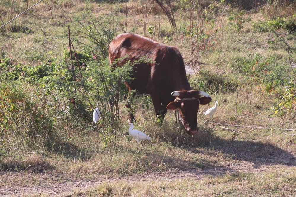 Parc a Boeuf Beach-Grand Anse必去景点