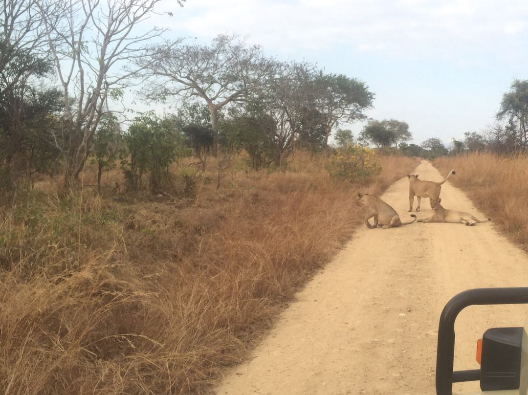 Mikumi Wildlife Camp主图