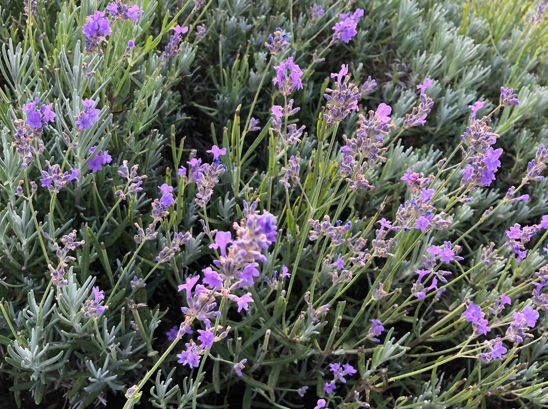 Harbor View Nursery & Lavender Farm景点图片