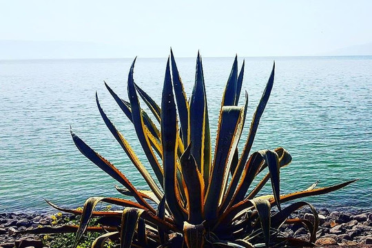 Gabriel Najenson - Gabo The Guide-特拉维夫必去景点