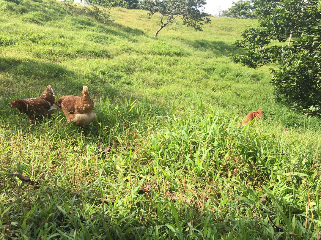 Tropical Organic Farm-Nuevo Chagres必去景点