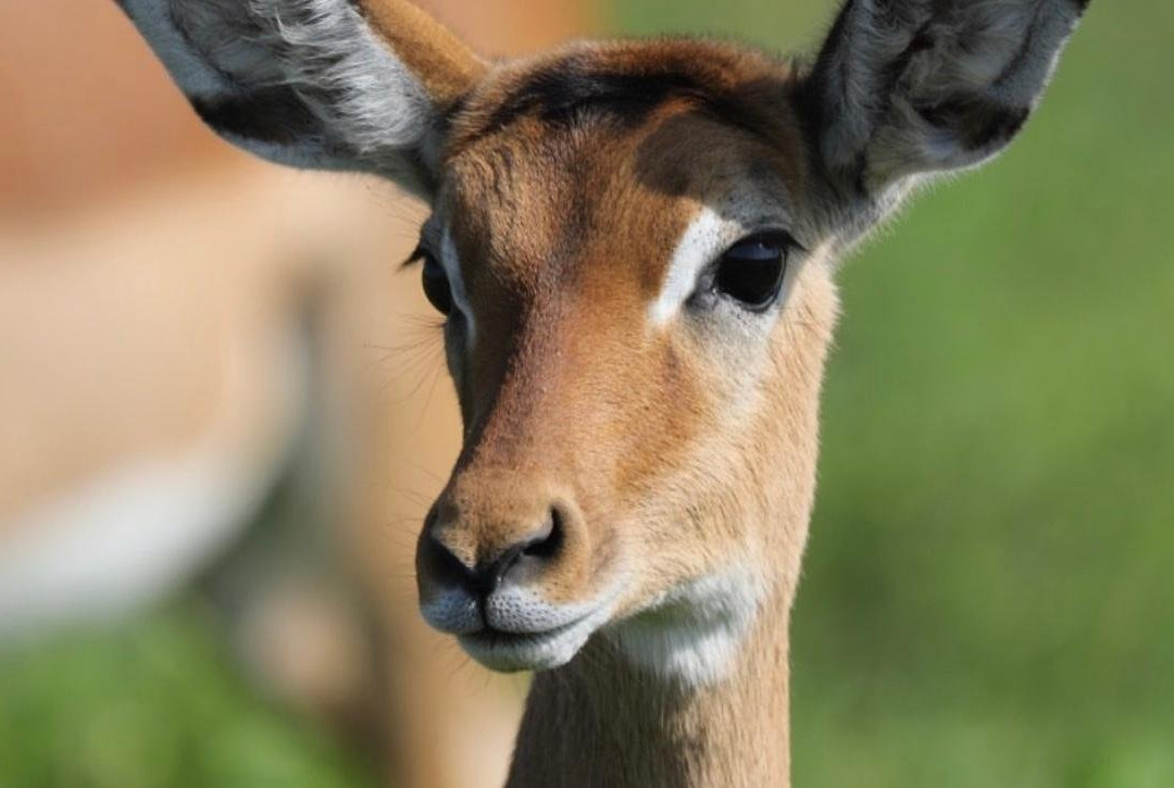 Bellafrica Journeys - Horse Riding Safari-奈瓦夏必去景点