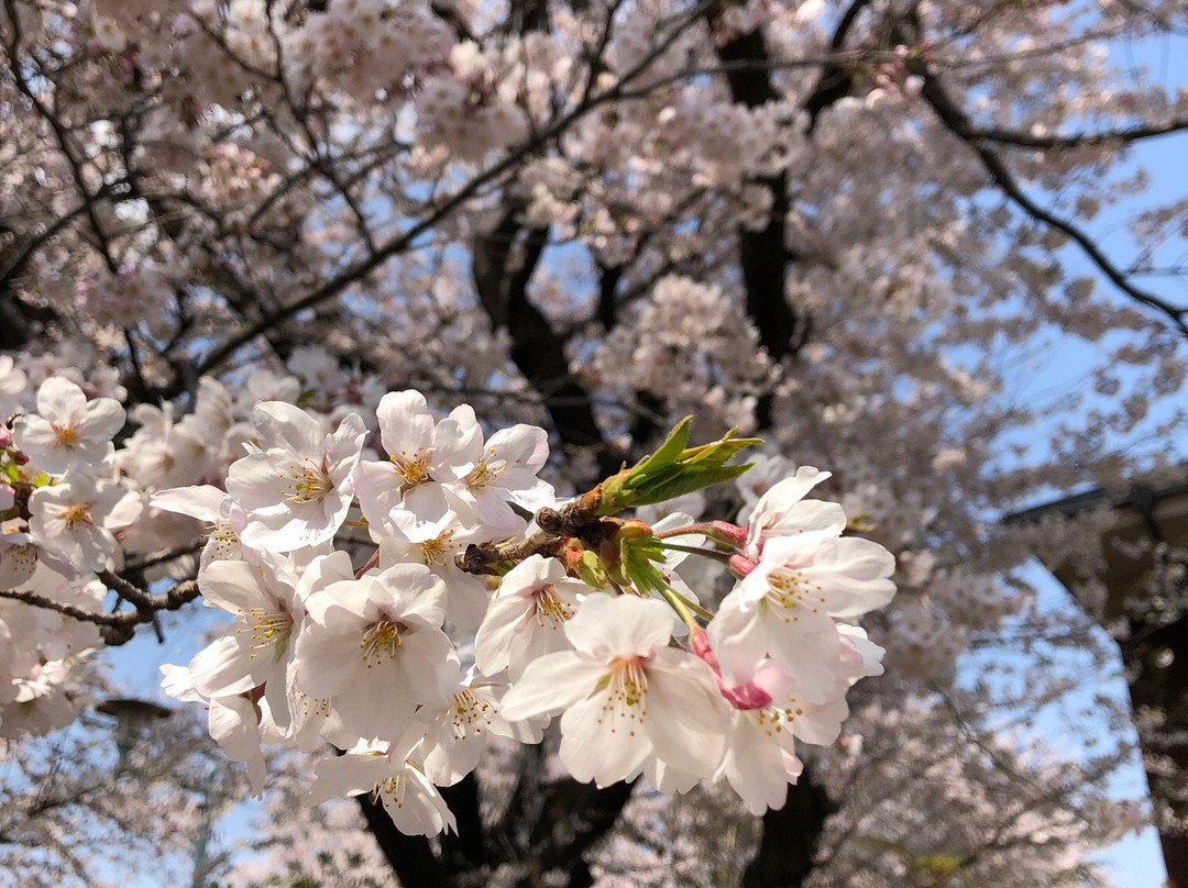 Tama Lake Cycling Road-东大和市必去景点