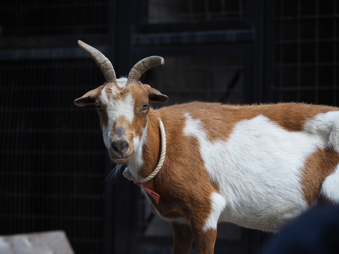 Yumemigasaki Zoological Park景点图片