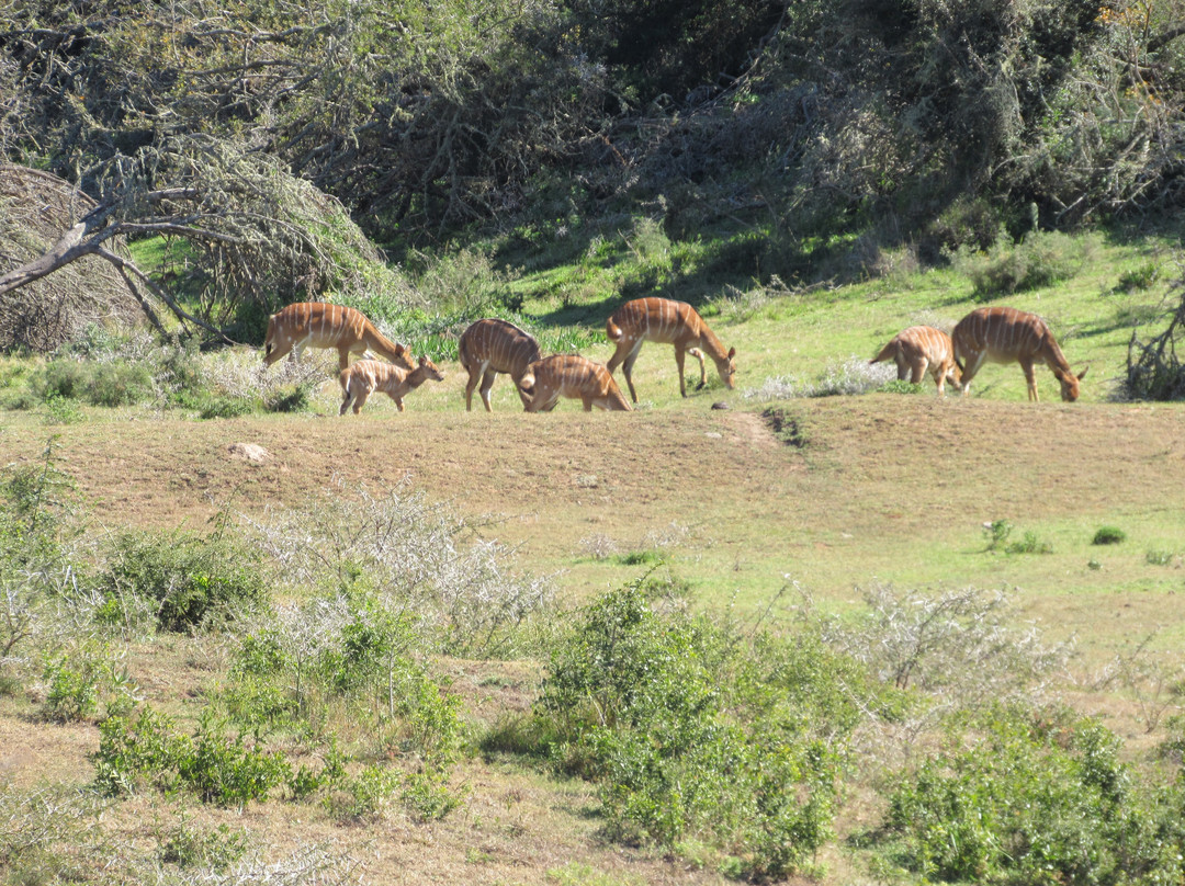 The Safari Lodge- Amakhala Game Reserve主图