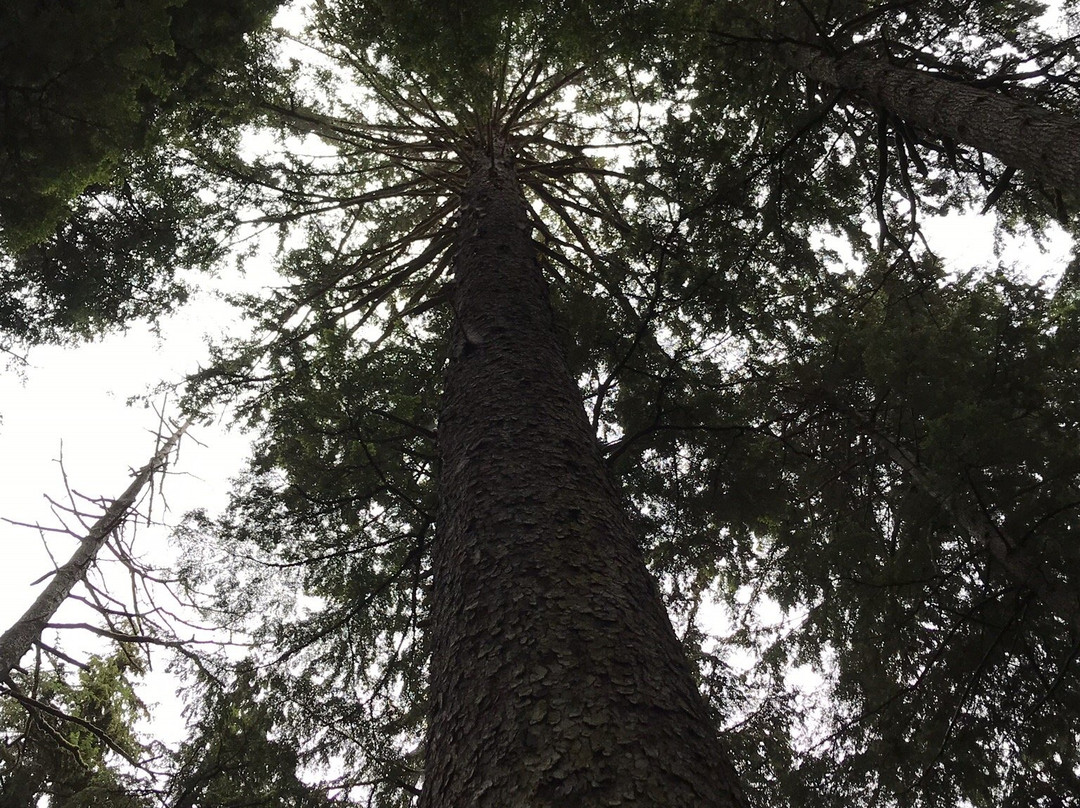 Haida Style Expeditions-Skidegate必去景点