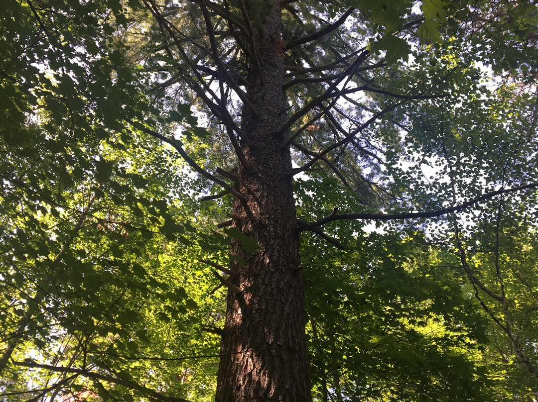 Lost Forty-Blackduck必去景点