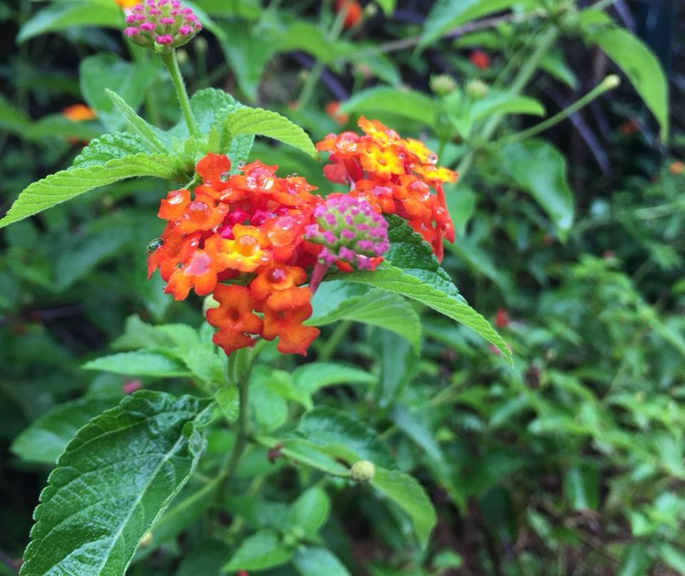 Morickap Resort主图