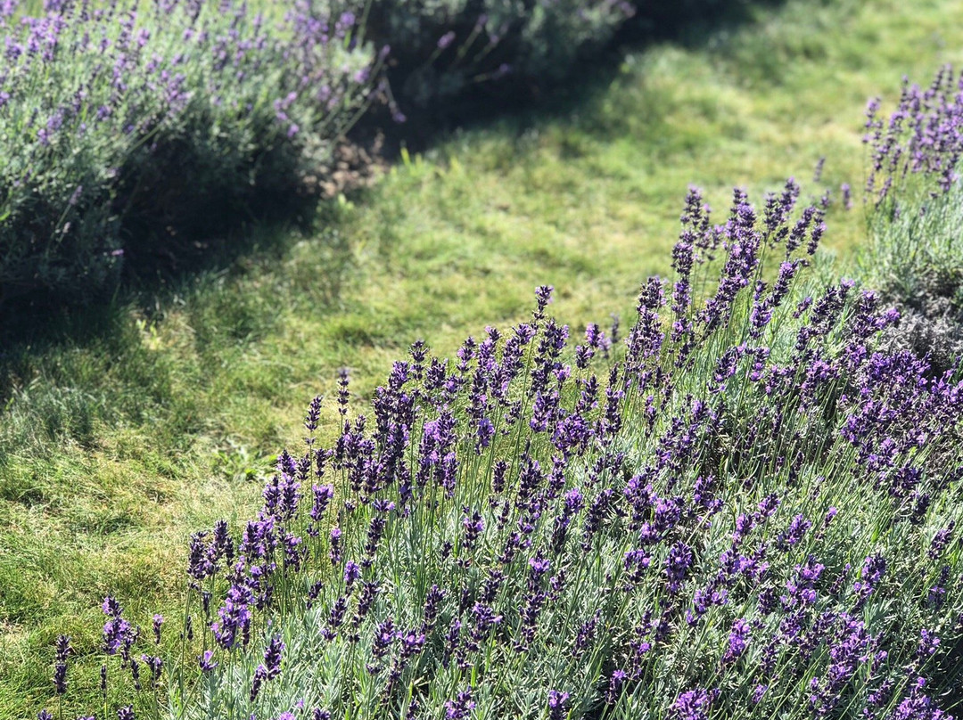 Laveanne-Campbellcroft必去景点