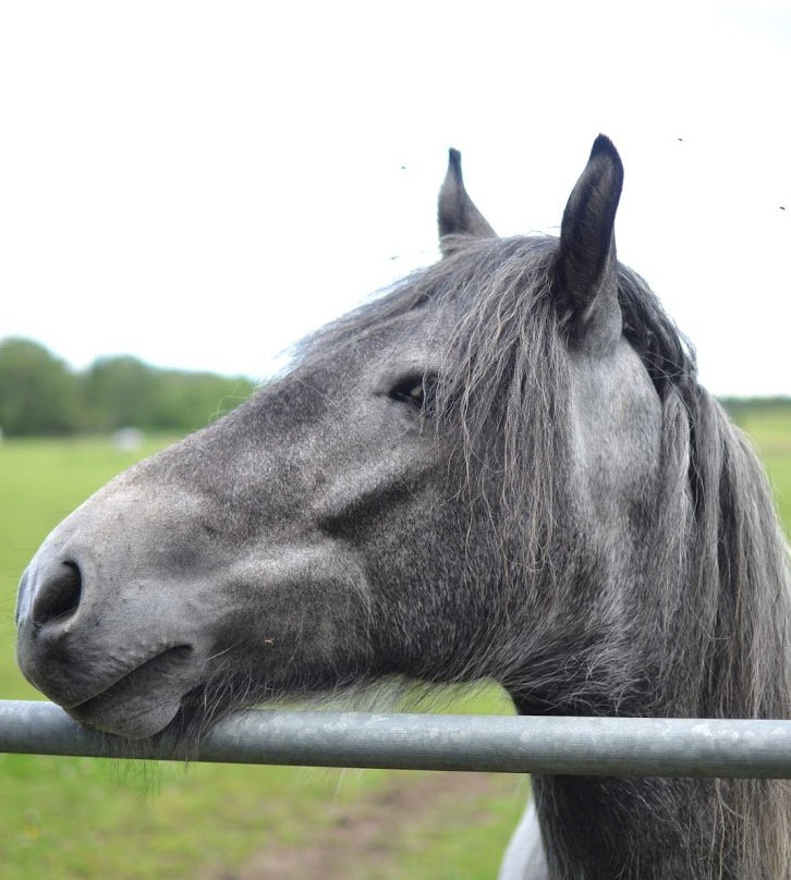 World Horse Welfare Belwade Farm-Aboyne必去景点