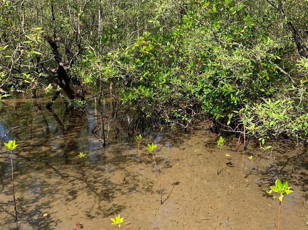 Mangrove Forest Batukaras景点图片