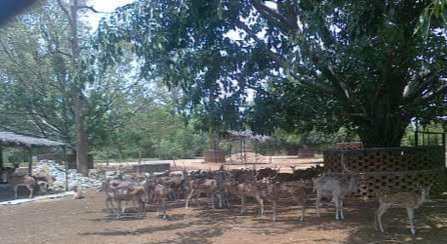 Deer Park景点图片