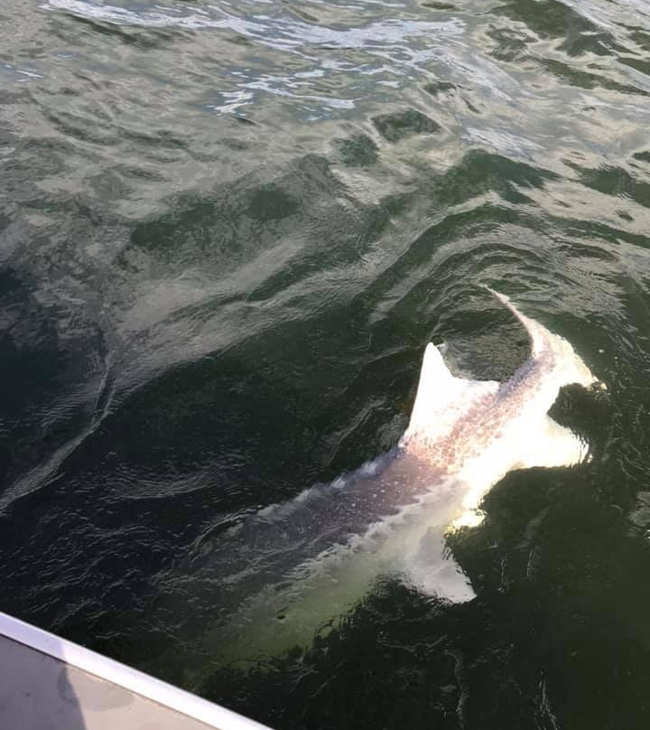 NW Sturgeon Adventures-Estacada必去景点