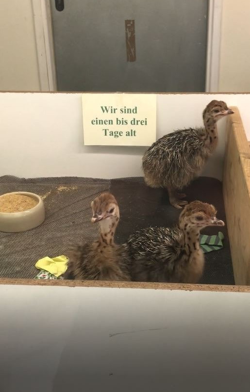 Straussenfarm Mhou-Rulzheim必去景点