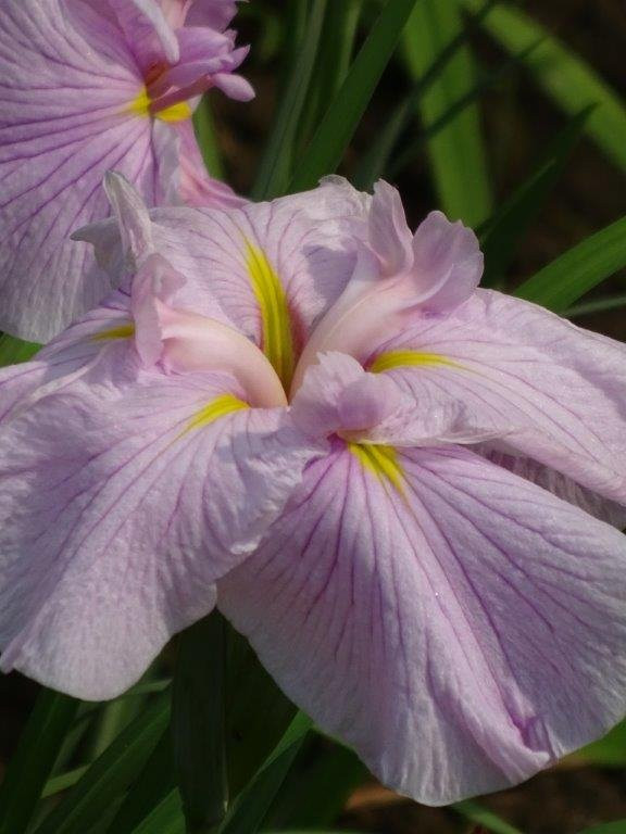 Fukiage Shobu Park-青梅市必去景点
