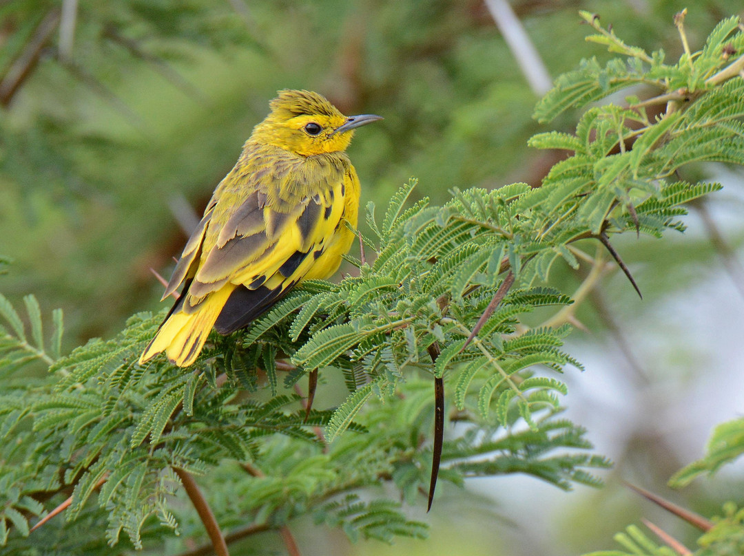 Kingdom Birding-德班必去景点