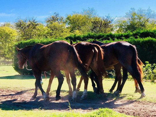 Puesto Viejo Polo Day-布宜诺斯艾利斯必去景点