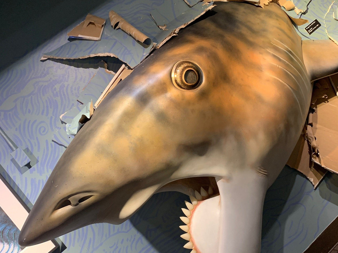 Idaho Museum of Natural History-波卡特洛必去景点