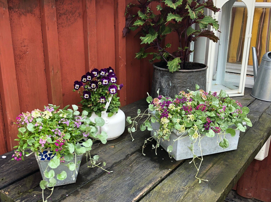 Zanzibar Bed and Breakfast主图