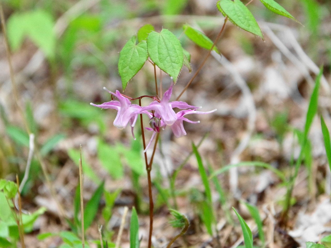 Ahikwacho Colony of a Lily of the Valley-笛吹市必去景点