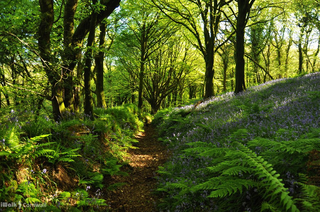 Blisland to Lavethan Wood Circular Walk景点图片