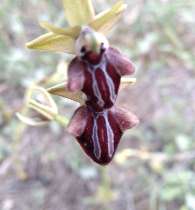 Cephalonia Botanica-阿尔戈斯托利翁必去景点