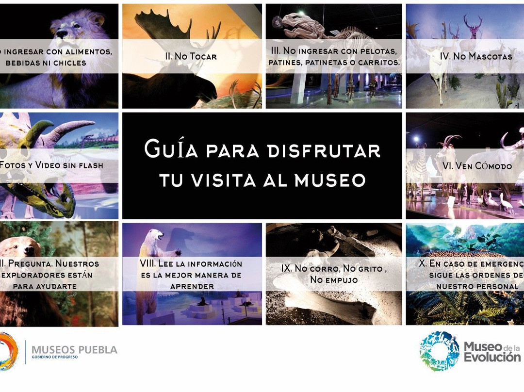 Museo de la Evolucion Puebla (Museum of Evolution Puebla)景点图片