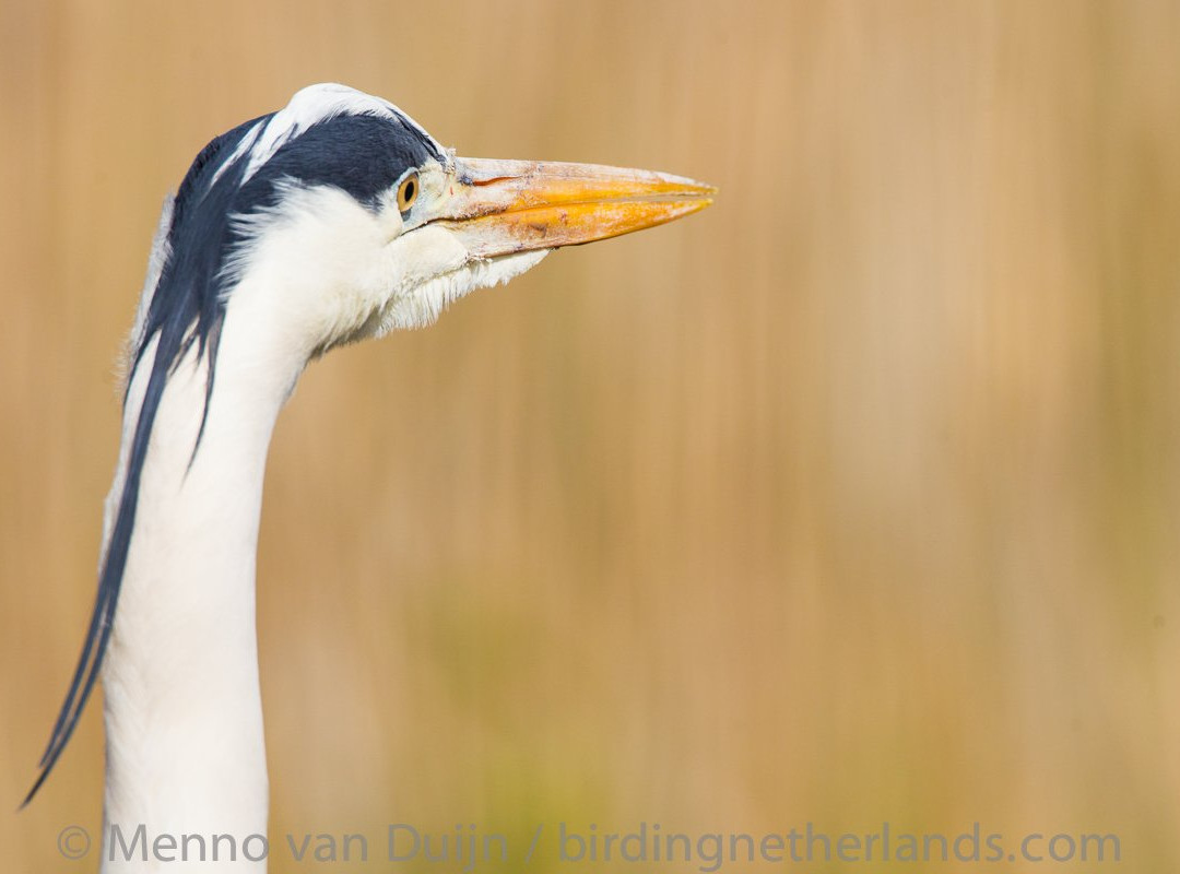 Birding Netherlands景点图片