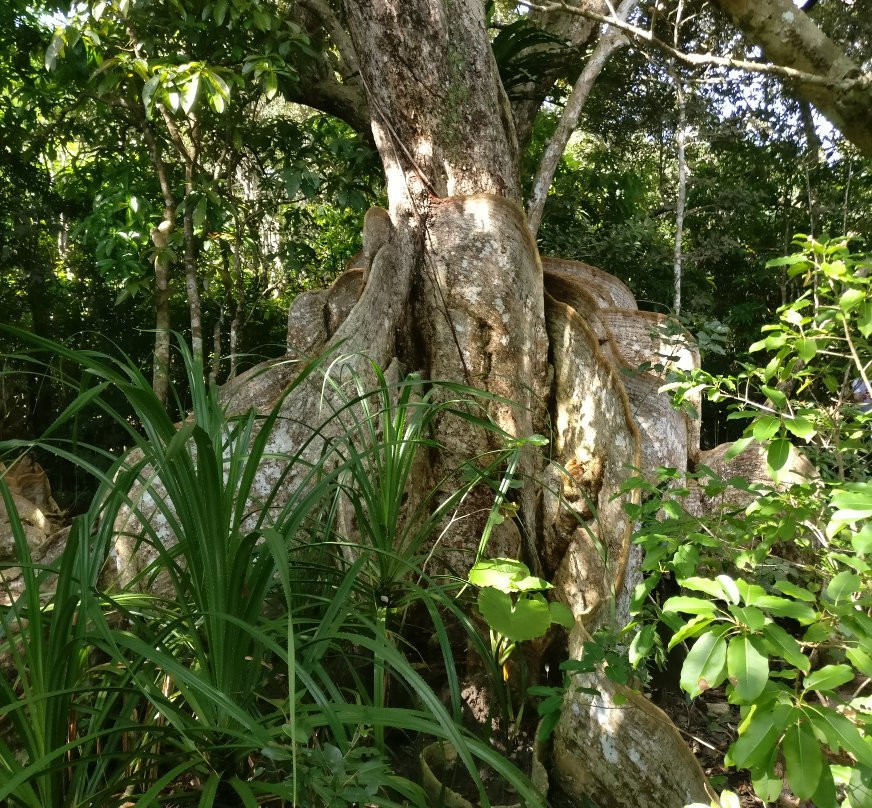 Mangrove at Ishinagata Beach景点图片