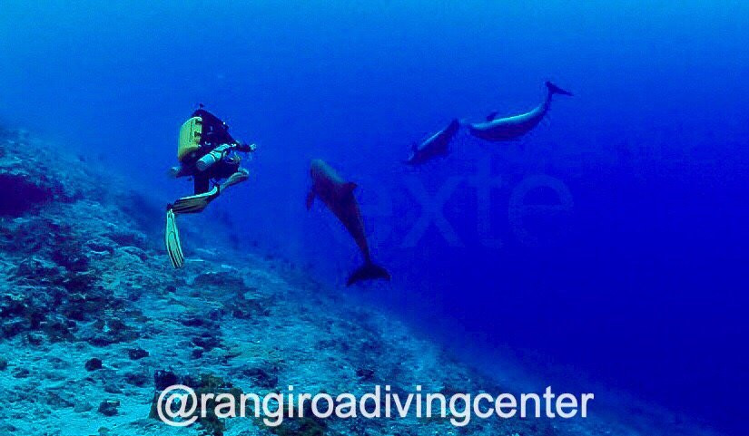 Rangiroa Diving Center景点图片