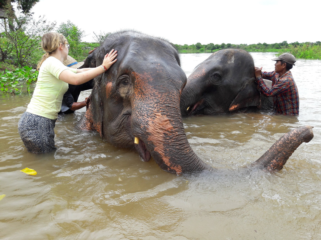 Ban Ta Klang Elephant Village景点图片