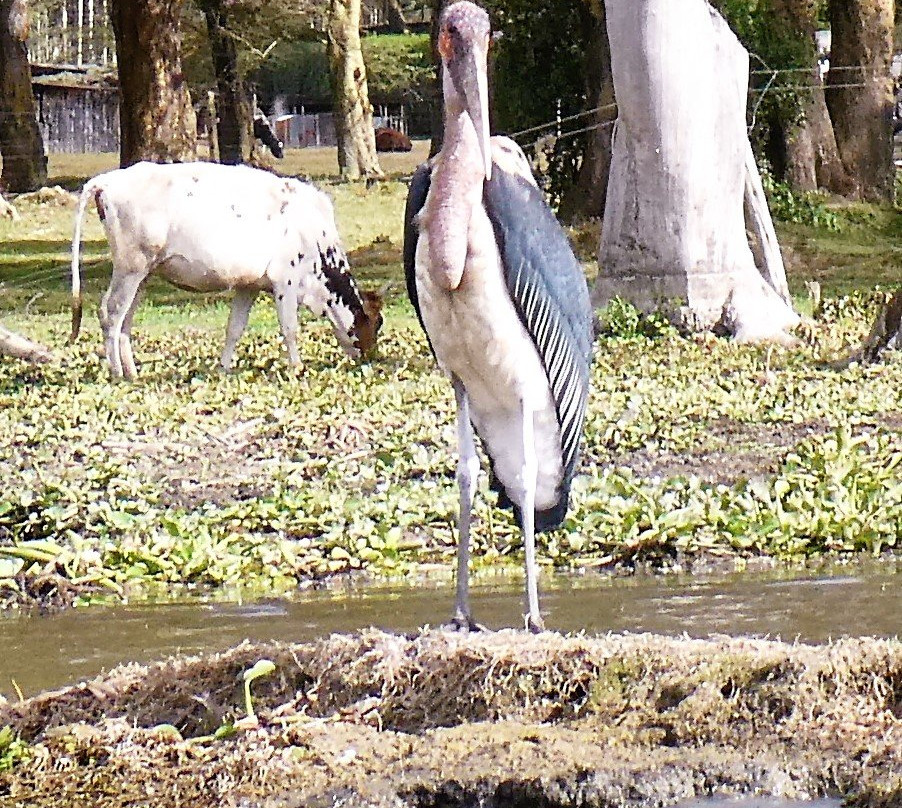 Baboons & Vervits-纳库鲁湖国家公园必去景点