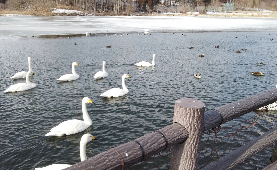 Oirase Town Nature Center Swan House景点图片