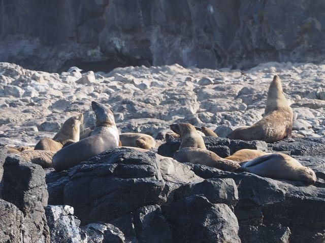 Phillip Island Nature Parks-考斯必去景点