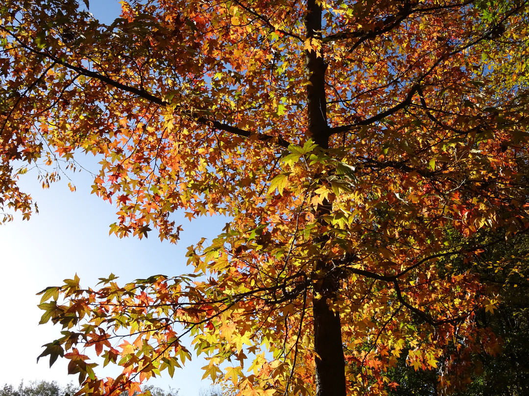 Zuiderpark-鹿特丹必去景点