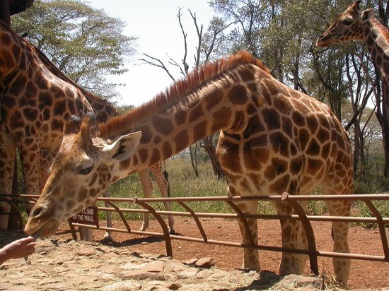非洲濒危野生动物基金会（肯尼亚）-长颈鹿中心景点图片