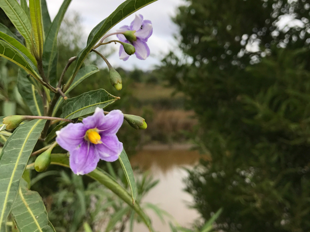 Firmins Lane Wetlands-摩威必去景点