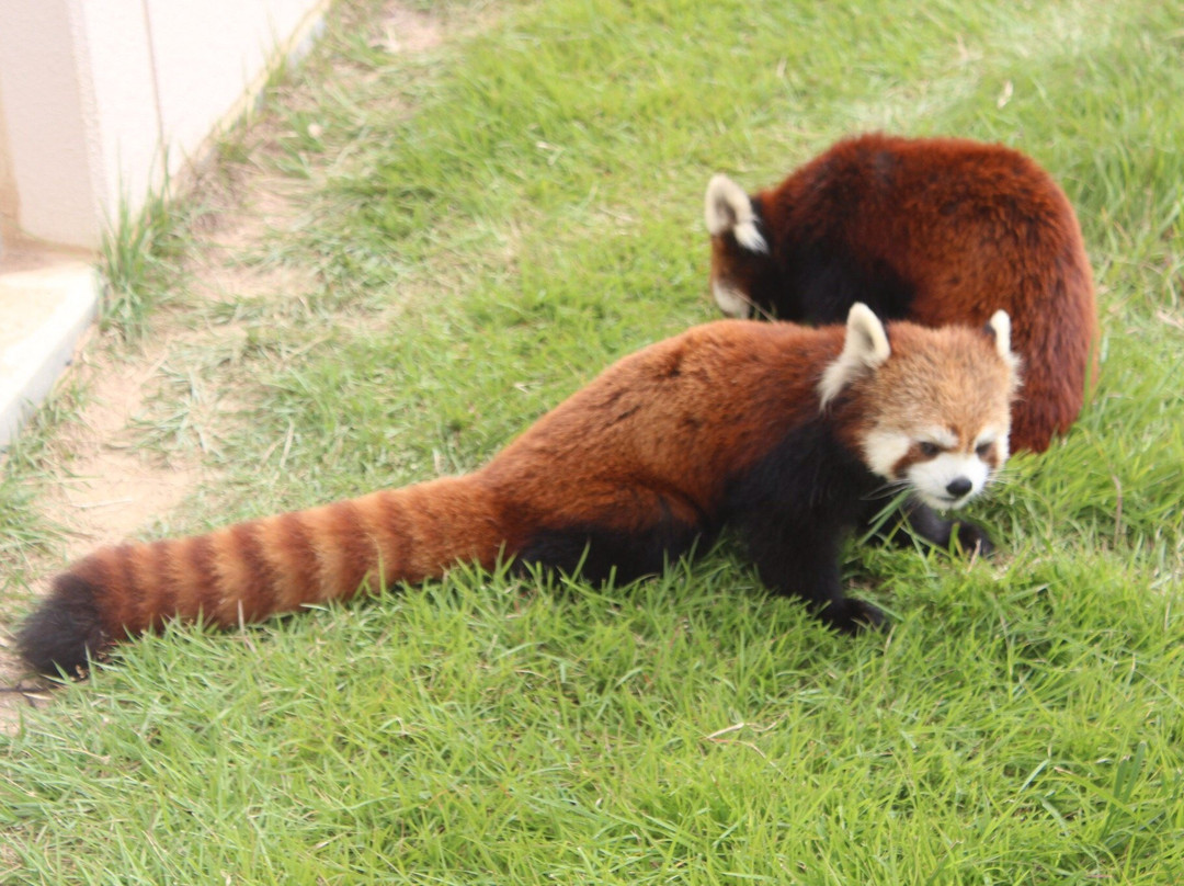 Fukuchiyama City Zoo-福知山市必去景点