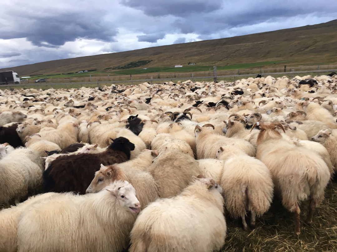 Hof i Vatnsdal主图