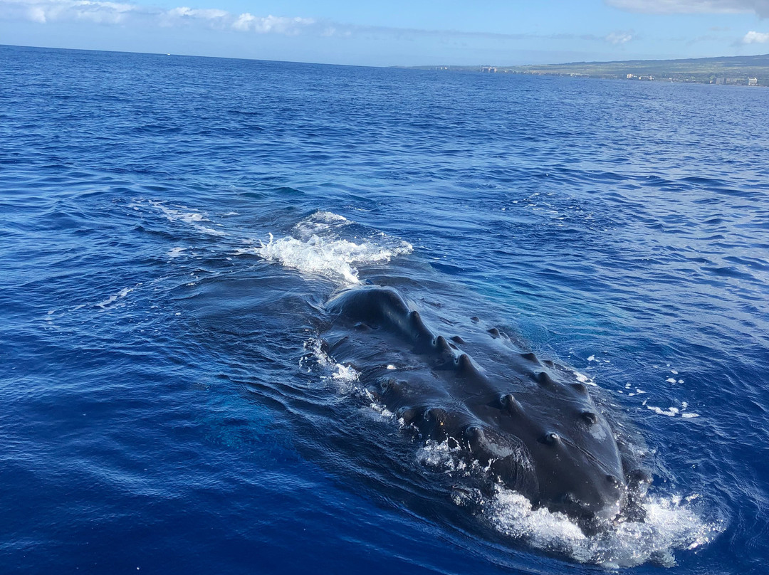 Blue Maui Ocean Adventures-卡纳帕利必去景点