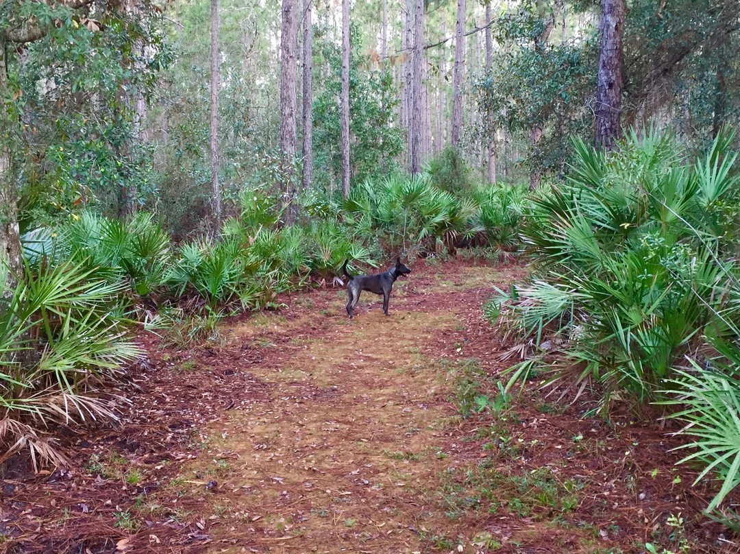 Longleaf Pine Preserve景点图片