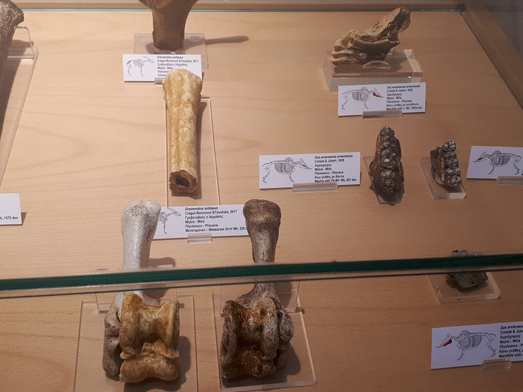 Natural History Museum of Milea景点图片